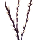 Filz-Deko Zweig Weidenkätzchen 50 cm