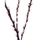Filz-Deko Zweig Weidenkätzchen 60 cm